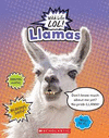 LLAMAS (WILD LIFE LOL!)