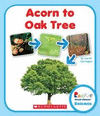 ACORN TO OAK TREE (ROOKIE READ-ABOUT SCIENCE: LIFE CYCLES)