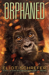 ORPHANED APE QUARTET 4