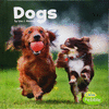 DOGS