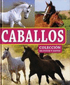 COLECCION DE FOTOS Y DATOS CABALLOS