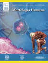 MORFOLOGIA HUMANA. +E