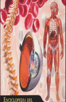 ENCICLOPEDIA DEL CUERPO HUMANO