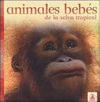 ANIMALES BEBES: DE LA SELVA TROPICAL
